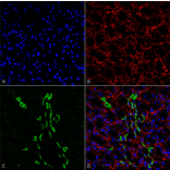 Immunohistochemistry - Anti-SLC14A2 Antibody (A305213) - Antibodies.com