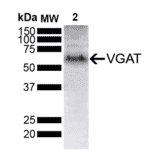 Western Blot - Anti-SLC32A1 / VGAT Antibody [D9] (A305214) - Antibodies.com