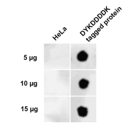 Dot Blot - Anti-DYKDDDDK Tag Antibody (A305217) - Antibodies.com