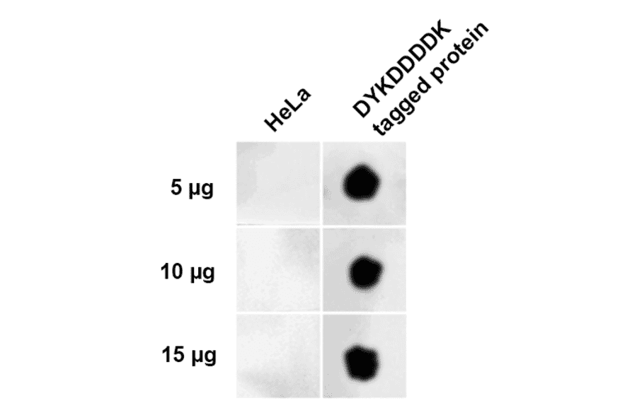Dot Blot - Anti-DYKDDDDK Tag Antibody (A305217) - Antibodies.com