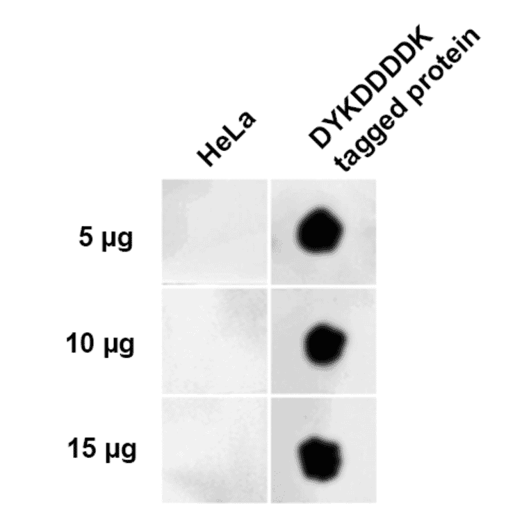 Dot Blot - Anti-DYKDDDDK Tag Antibody (A305217) - Antibodies.com
