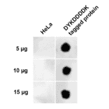 Dot Blot - Anti-DYKDDDDK Tag Antibody (A305217) - Antibodies.com