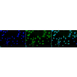 Immunocytochemistry/Immunofluorescence - Anti-Acetylated Lysine Antibody (A305219) - Antibodies.com