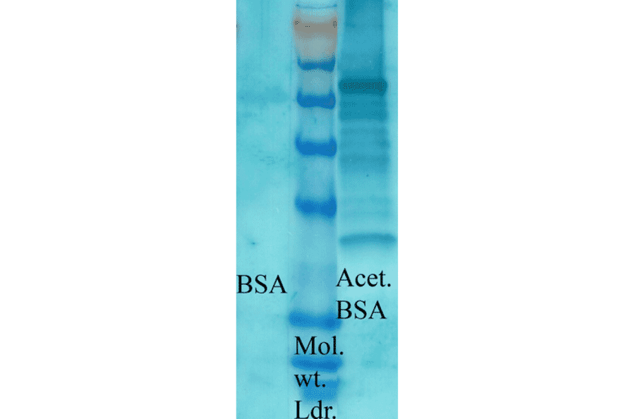 Western Blot - Anti-Acetylated Lysine Antibody (A305219) - Antibodies.com