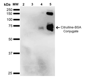 Western Blot - Anti-Citrulline Antibody [2D3.1] (A305223) - Antibodies.com