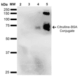 Western Blot - Anti-Citrulline Antibody [2D3.1] (A305223) - Antibodies.com