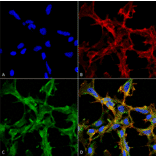 Immunocytochemistry/Immunofluorescence - Anti-Citrulline Antibody [2D3.1] (A305223) - Antibodies.com