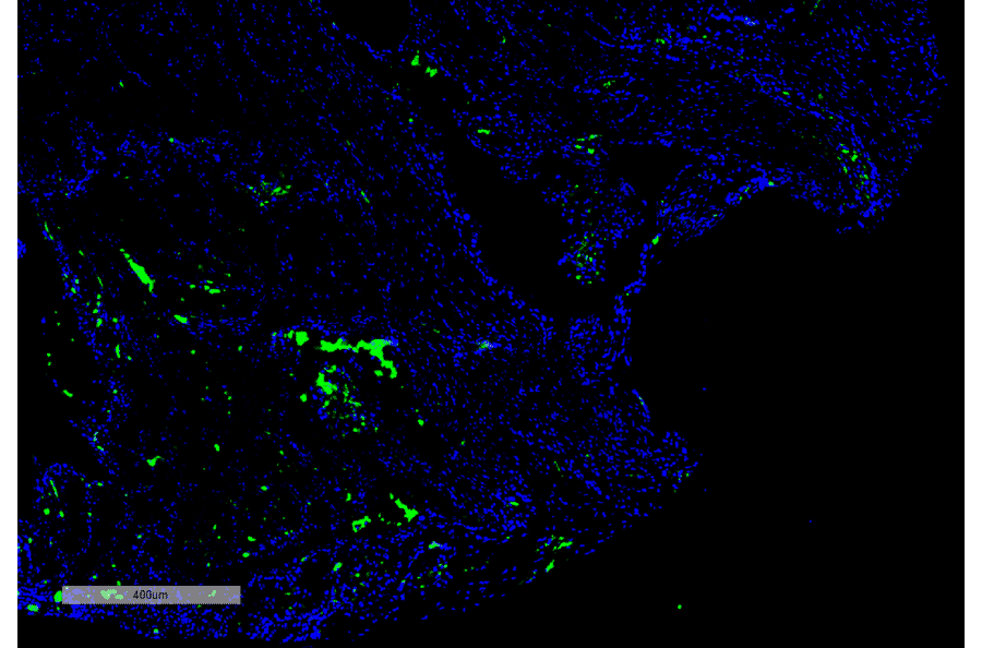 Immunohistochemistry - Anti-Citrulline Antibody [2D3.1] (A305223) - Antibodies.com