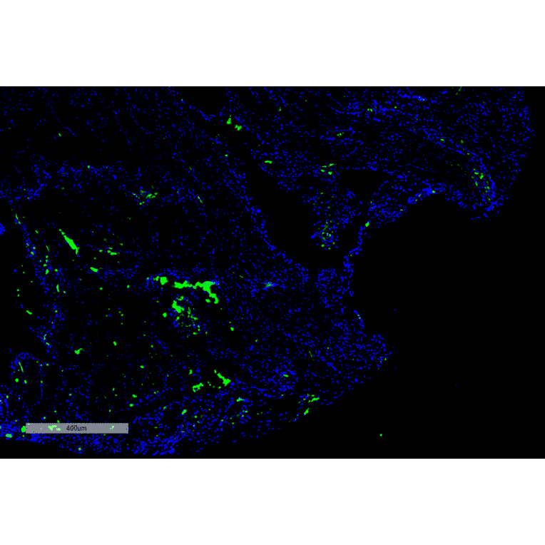 Immunohistochemistry - Anti-Citrulline Antibody [2D3.1] (A305223) - Antibodies.com