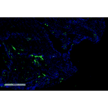 Immunohistochemistry - Anti-Citrulline Antibody [2D3.1] (A305223) - Antibodies.com