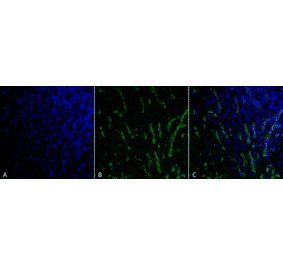 Immunohistochemistry - Anti-Citrulline Antibody [6C2.1] (A305226) - Antibodies.com