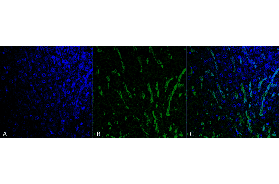 Immunohistochemistry - Anti-Citrulline Antibody [6C2.1] (A305226) - Antibodies.com