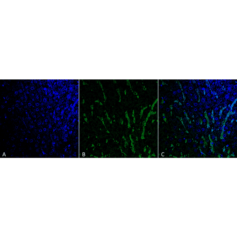 Immunohistochemistry - Anti-Citrulline Antibody [6C2.1] (A305226) - Antibodies.com