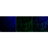 Immunohistochemistry - Anti-Citrulline Antibody [6C2.1] (A305226) - Antibodies.com