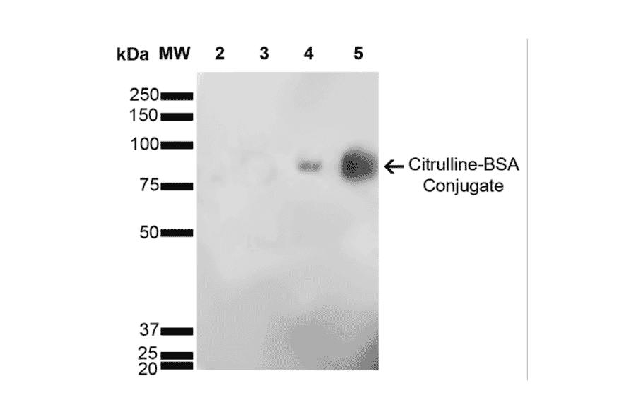 Western Blot - Anti-Citrulline Antibody [6C2.1] (A305226) - Antibodies.com