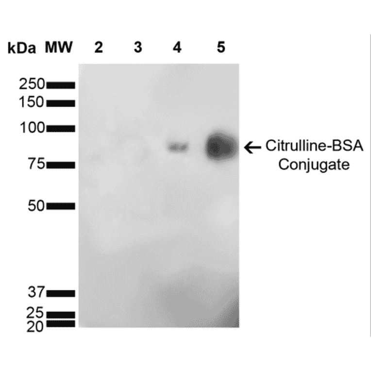 Western Blot - Anti-Citrulline Antibody [6C2.1] (A305226) - Antibodies.com