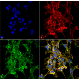 Immunocytochemistry/Immunofluorescence - Anti-Citrulline Antibody [6C2.1] (A305226) - Antibodies.com
