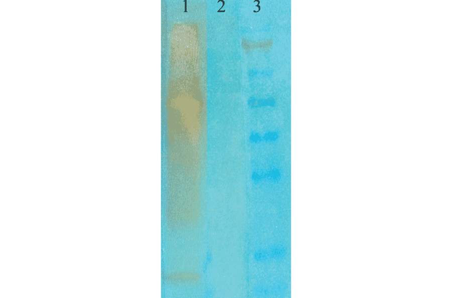 Western Blot - Anti-Acetylated Lysine Antibody [7F8] (A305227) - Antibodies.com