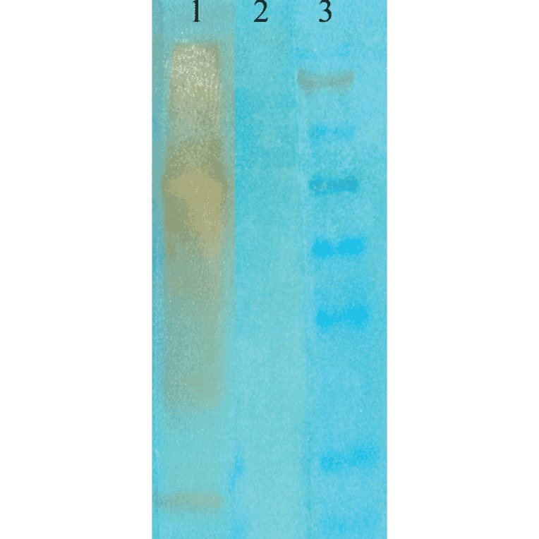 Western Blot - Anti-Acetylated Lysine Antibody [7F8] (A305227) - Antibodies.com