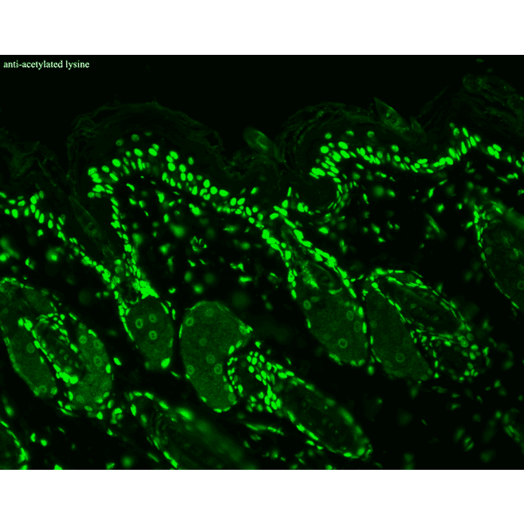 Immunohistochemistry - Anti-Acetylated Lysine Antibody [7F8] (A305227) - Antibodies.com