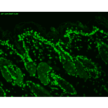 Immunohistochemistry - Anti-Acetylated Lysine Antibody [7F8] (A305227) - Antibodies.com