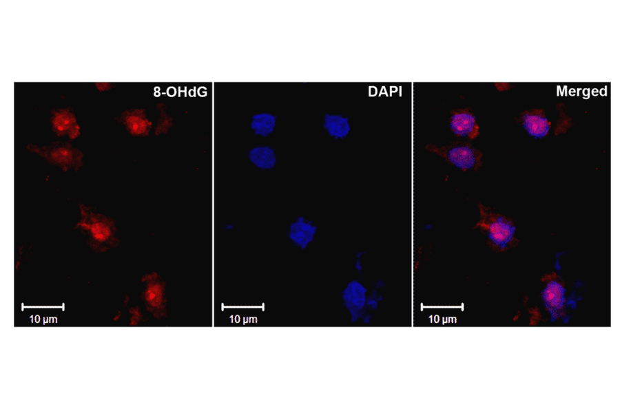 Immunohistochemistry - Anti-DNA/RNA Damage Antibody [15A3] (A305228) - Antibodies.com