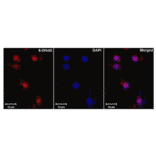 Immunohistochemistry - Anti-DNA/RNA Damage Antibody [15A3] (A305228) - Antibodies.com