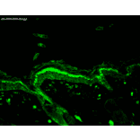 Immunohistochemistry - Anti-DNA/RNA Damage Antibody [15A3] (A305228) - Antibodies.com