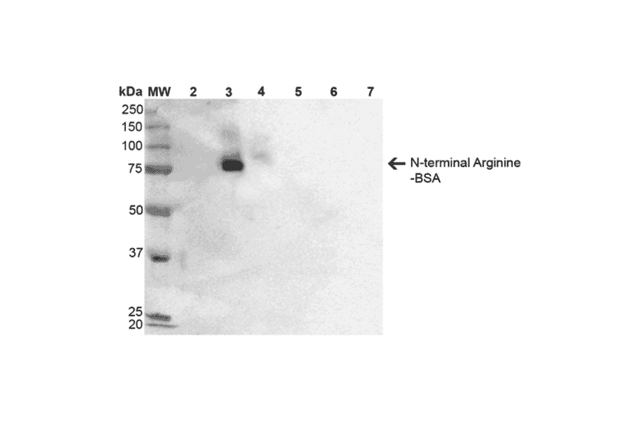 Western Blot - Anti-N-terminal Arginylation Antibody [2A4] (A305231) - Antibodies.com