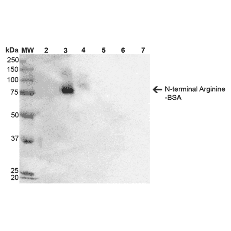 Western Blot - Anti-N-terminal Arginylation Antibody [2A4] (A305231) - Antibodies.com