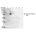 Western Blot - Anti-N-terminal Arginylation Antibody [2A4] (A305231) - Antibodies.com