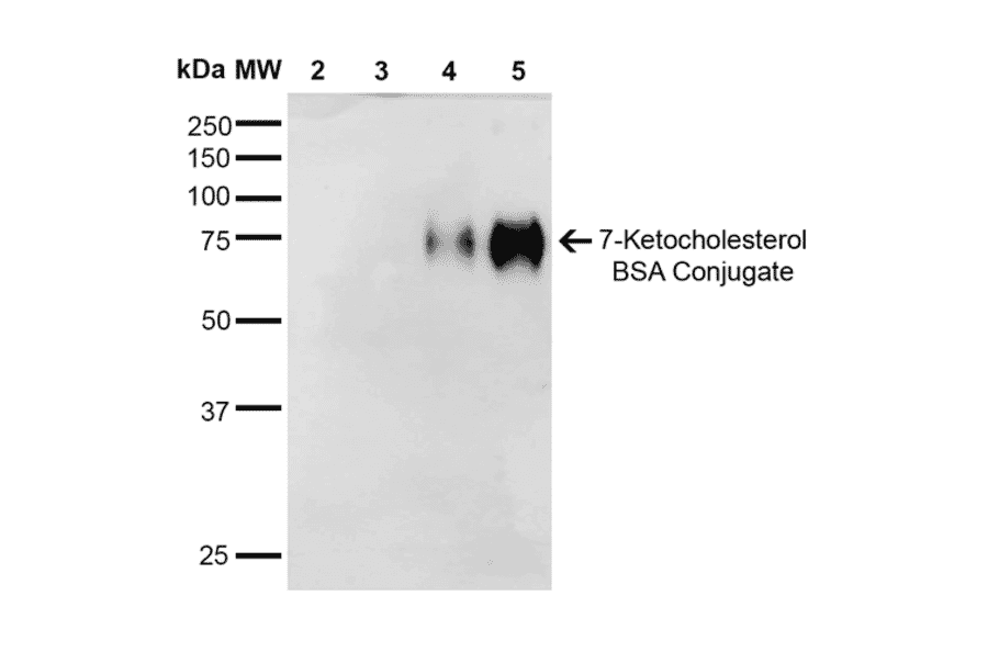 Western Blot - Anti-7-Ketocholesterol Antibody [3F7] (A305232) - Antibodies.com