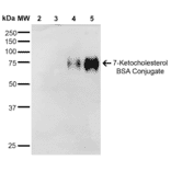 Western Blot - Anti-7-Ketocholesterol Antibody [3F7] (A305232) - Antibodies.com