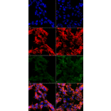 Immunocytochemistry/Immunofluorescence - Anti-7-Ketocholesterol Antibody [3F7] (A305232) - Antibodies.com