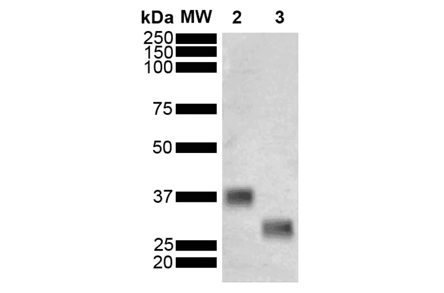 Western Blot - Anti-GST Antibody [3E2] (A305233) - Antibodies.com