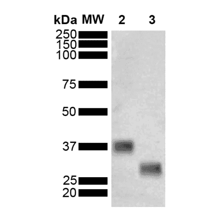 Western Blot - Anti-GST Antibody [3E2] (A305233) - Antibodies.com