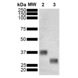 Western Blot - Anti-GST Antibody [3E2] (A305233) - Antibodies.com