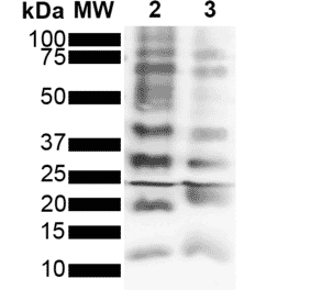 Western Blot - Anti-Ubiquitin Antibody [FK2] (A305234) - Antibodies.com