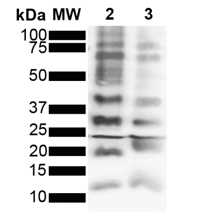 Western Blot - Anti-Ubiquitin Antibody [FK2] (A305234) - Antibodies.com