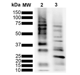 Western Blot - Anti-Ubiquitin Antibody [RGL3R] (A305235) - Antibodies.com
