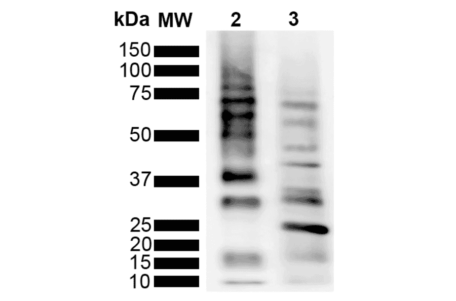 Western Blot - Anti-Ubiquitin Antibody [RGL3R] (A305235) - Antibodies.com