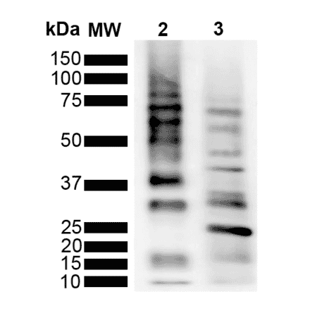 Western Blot - Anti-Ubiquitin Antibody [RGL3R] (A305235) - Antibodies.com