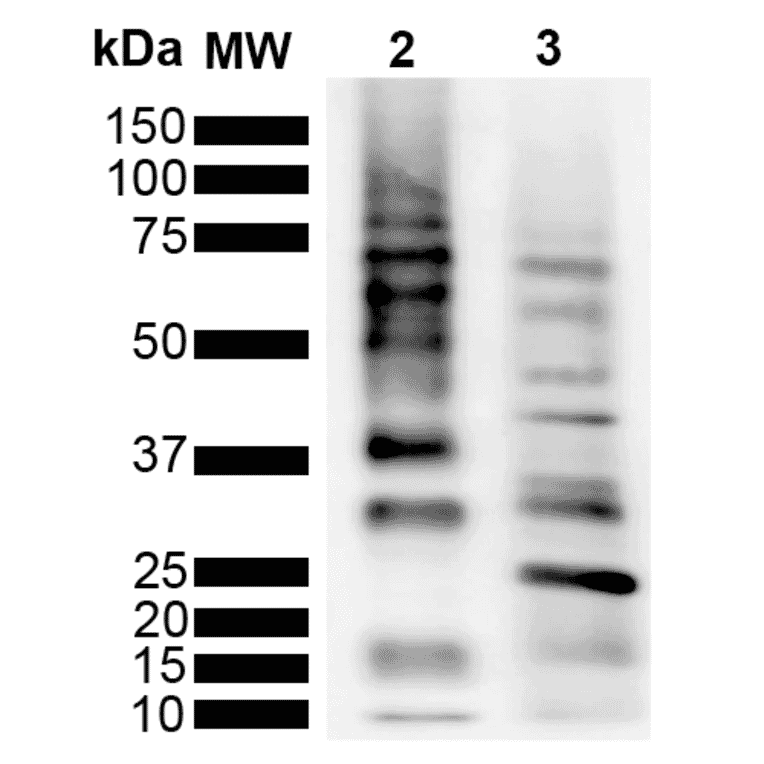 Western Blot - Anti-Ubiquitin Antibody [RGL3R] (A305235) - Antibodies.com