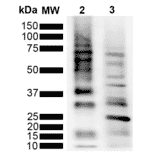 Western Blot - Anti-Ubiquitin Antibody [RGL3R] (A305235) - Antibodies.com