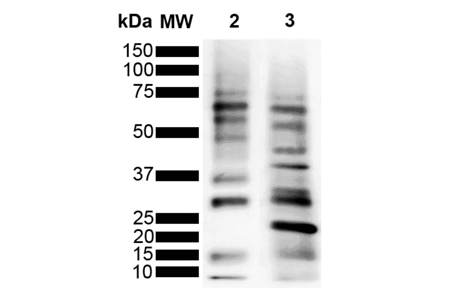 Western Blot - Anti-Ubiquitin Antibody [MGL3R] (A305236) - Antibodies.com