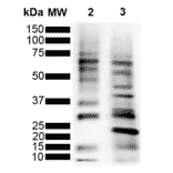 Western Blot - Anti-Ubiquitin Antibody [MGL3R] (A305236) - Antibodies.com