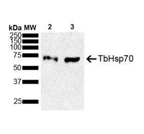 Western Blot - Anti-HSP70 Antibody (A305237) - Antibodies.com
