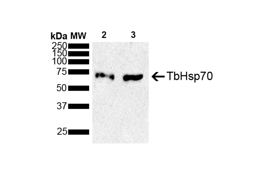 Western Blot - Anti-HSP70 Antibody (A305237) - Antibodies.com