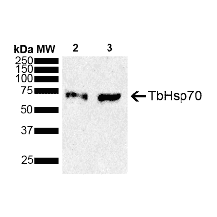 Western Blot - Anti-HSP70 Antibody (A305237) - Antibodies.com