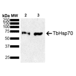 Western Blot - Anti-HSP70 Antibody (A305237) - Antibodies.com